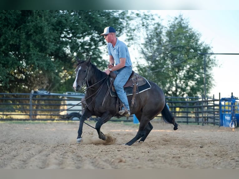 American Quarter Horse Merrie 4 Jaar 147 cm in Waco, TX