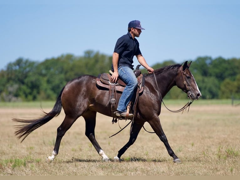 American Quarter Horse Merrie 4 Jaar 147 cm in Waco, TX