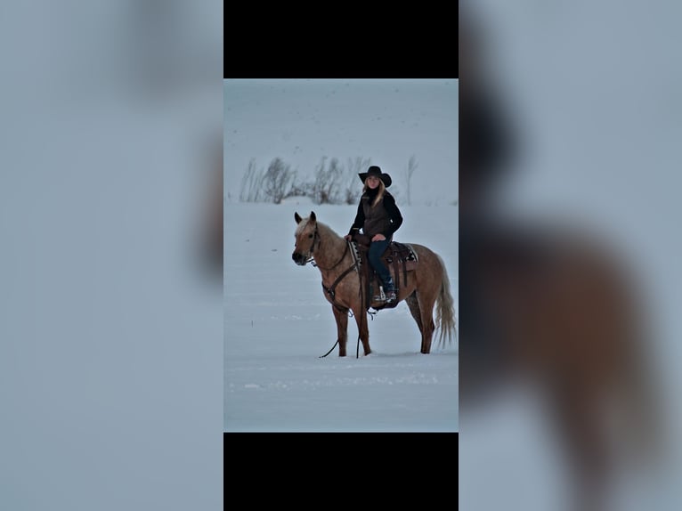 American Quarter Horse Merrie 4 Jaar 147 cm Palomino in Saint Cloud