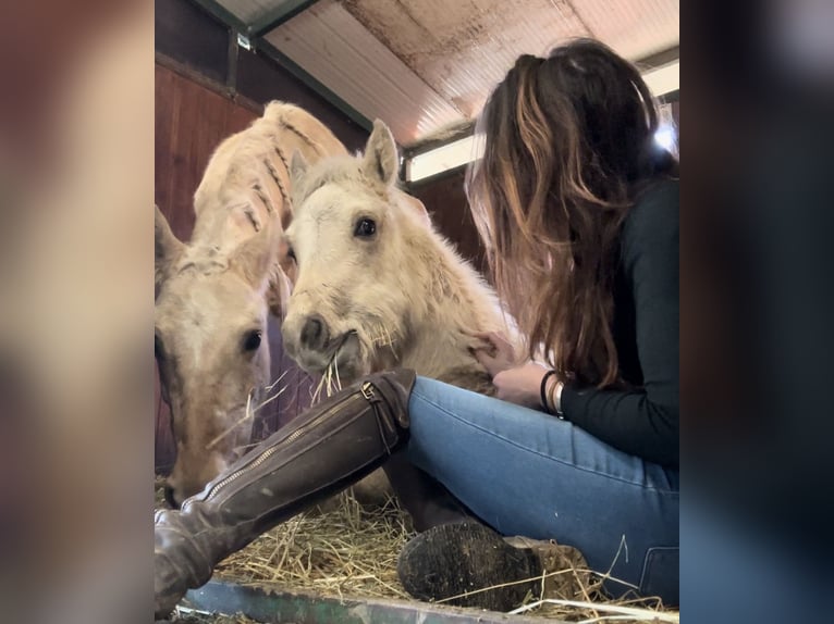 American Quarter Horse Merrie 4 Jaar 147 cm Palomino in Bergamo