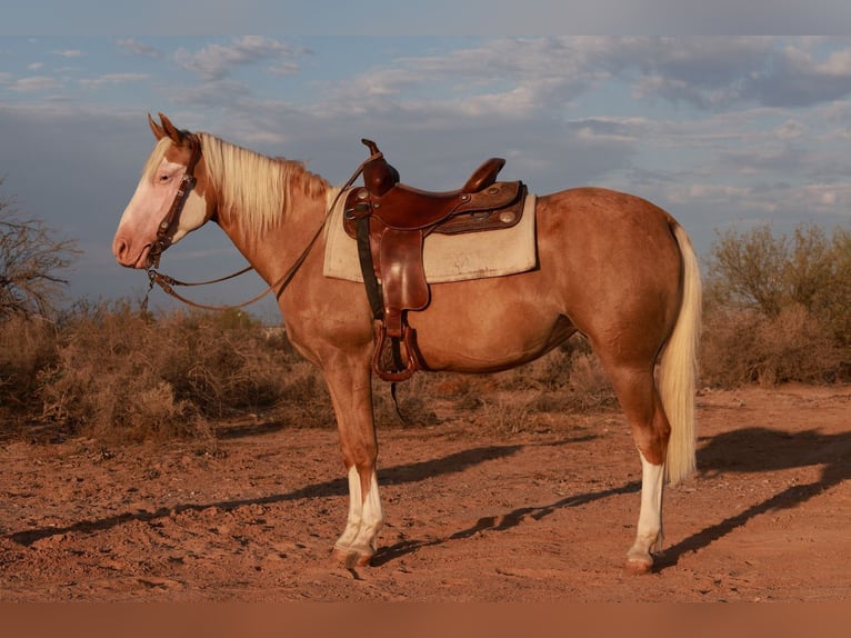 American Quarter Horse Merrie 4 Jaar 147 cm Palomino in Tonopah