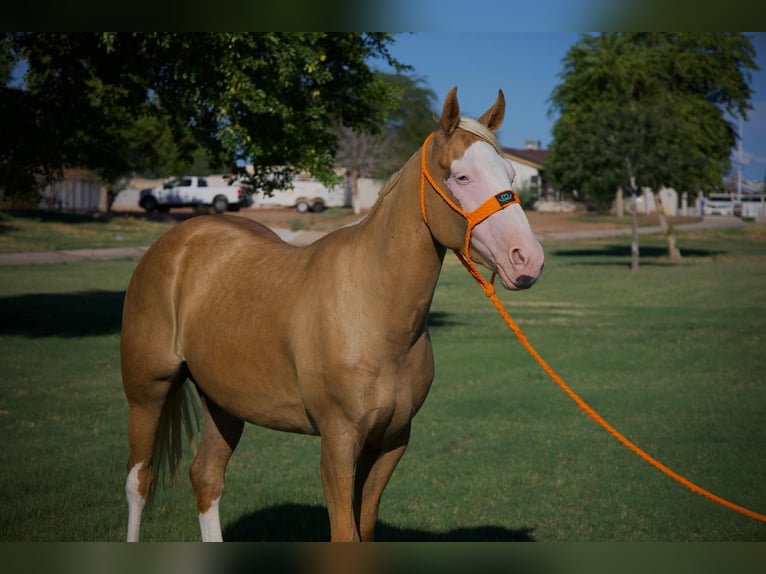American Quarter Horse Merrie 4 Jaar 147 cm Palomino in Tonopah