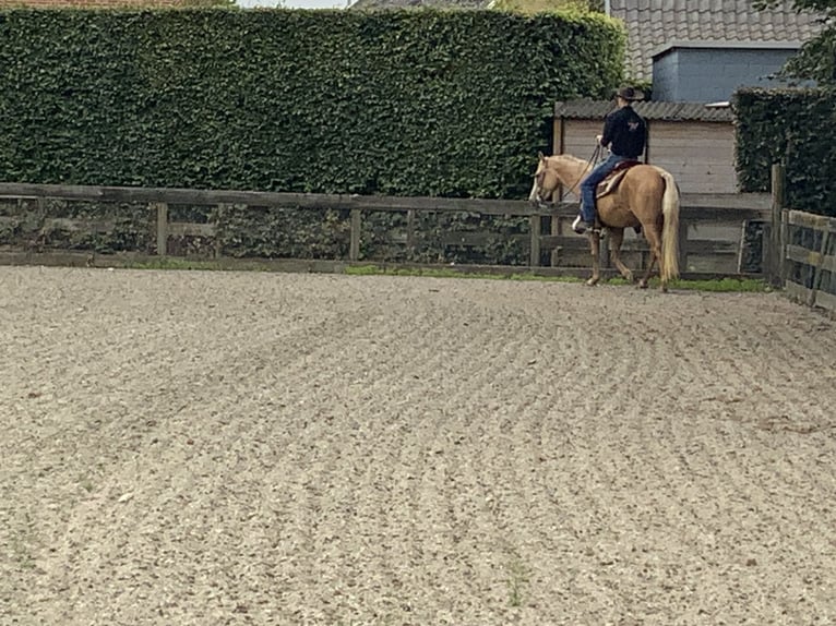 American Quarter Horse Merrie 4 Jaar 147 cm Palomino in Daknam