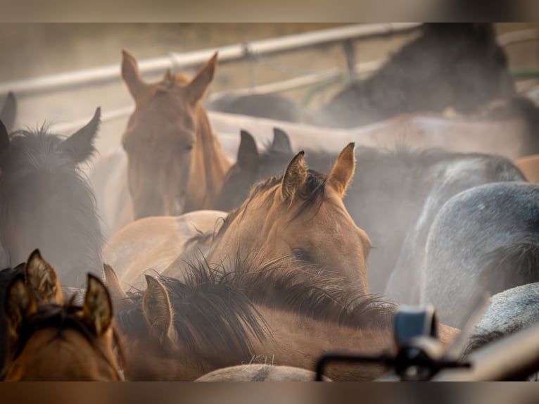 American Quarter Horse Merrie 4 Jaar 147 cm in Meeteetse, WY