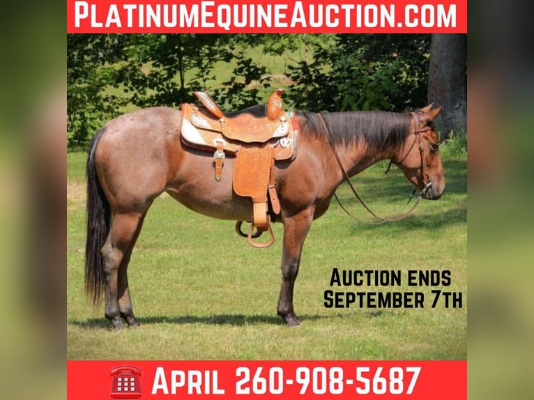 American Quarter Horse Merrie 4 Jaar 147 cm Roan-Bay in Camden MI