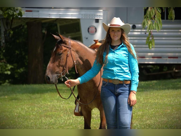 American Quarter Horse Merrie 4 Jaar 147 cm Roan-Bay in Camden MI