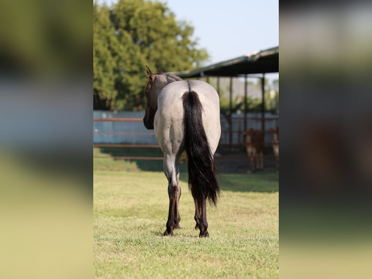 American Quarter Horse Merrie 4 Jaar 147 cm Roan-Blue in Forney