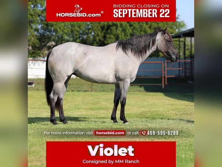 American Quarter Horse Merrie 4 Jaar 147 cm Roan-Blue in Forney