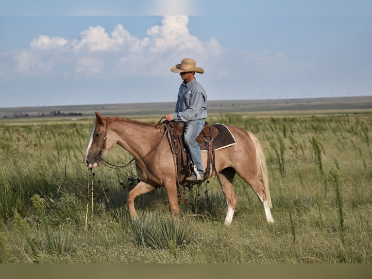 American Quarter Horse Merrie 4 Jaar 147 cm Roan-Red in Dawn