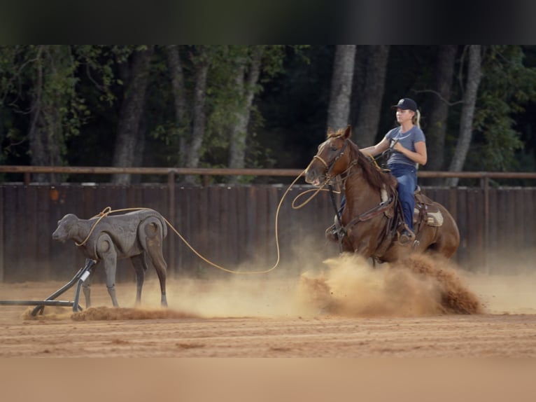 American Quarter Horse Merrie 4 Jaar 147 cm Roodvos in Weatherford