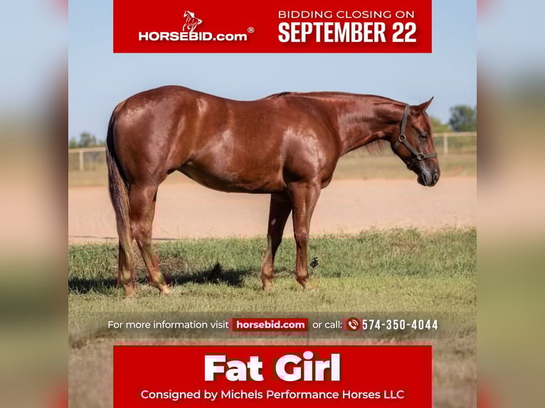 American Quarter Horse Merrie 4 Jaar 147 cm Roodvos in Cottage Grove, MN