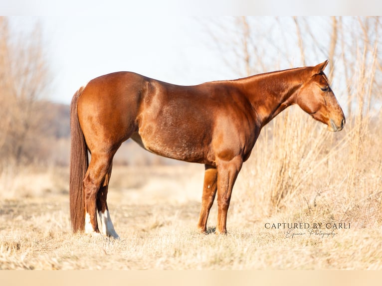 American Quarter Horse Merrie 4 Jaar 147 cm Roodvos in Lewistown, IL