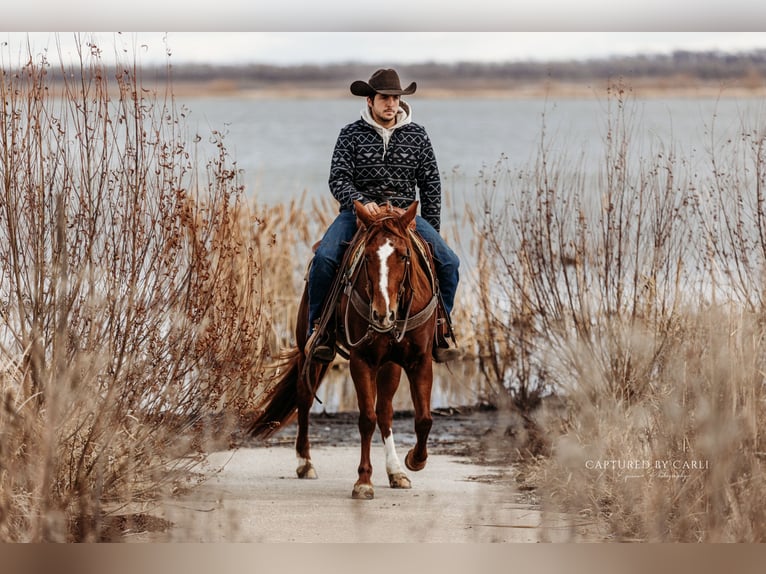 American Quarter Horse Merrie 4 Jaar 147 cm Roodvos in Lewistown, IL