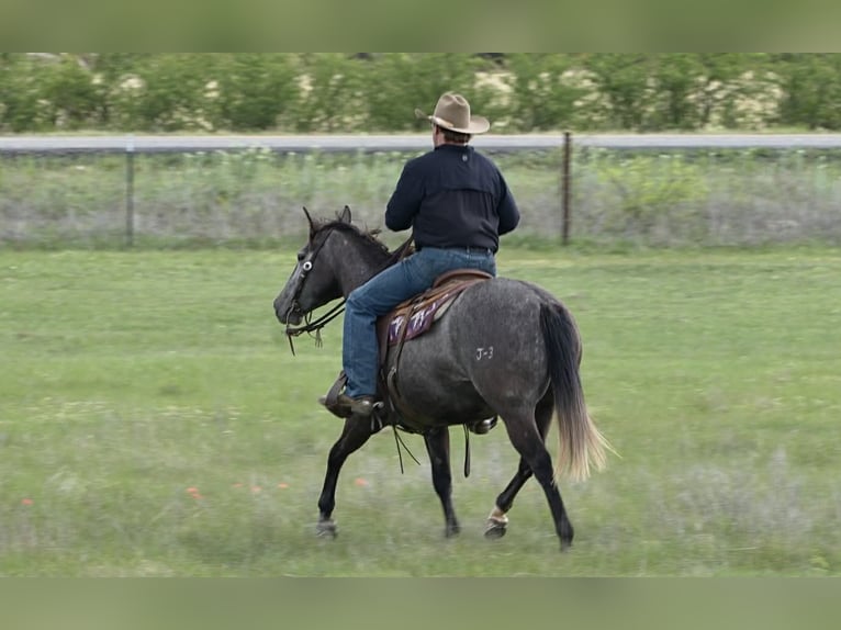 American Quarter Horse Merrie 4 Jaar 147 cm Schimmel in Cisco