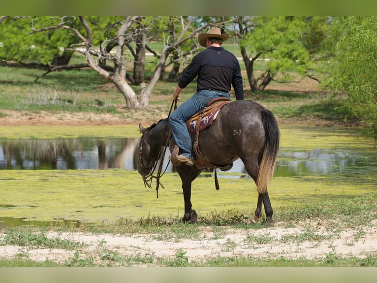 American Quarter Horse Merrie 4 Jaar 147 cm Schimmel in Cisco