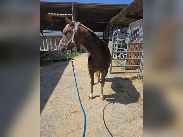 American Quarter Horse Merrie 4 Jaar 148 cm Donkere-vos in Rheinbach