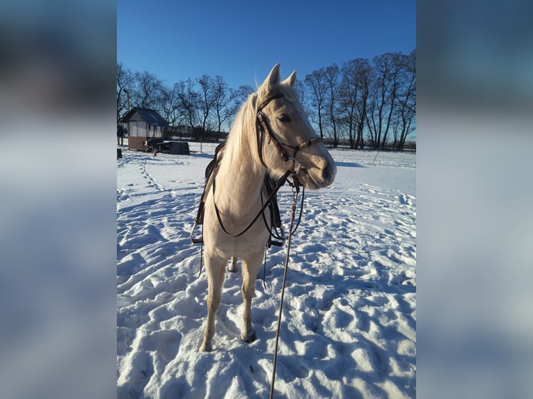 American Quarter Horse Merrie 4 Jaar 148 cm Palomino in Nuow
