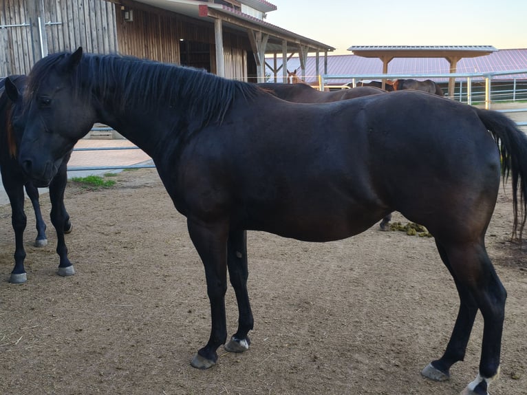 American Quarter Horse Merrie 4 Jaar 148 cm Zwart in Rettenbach