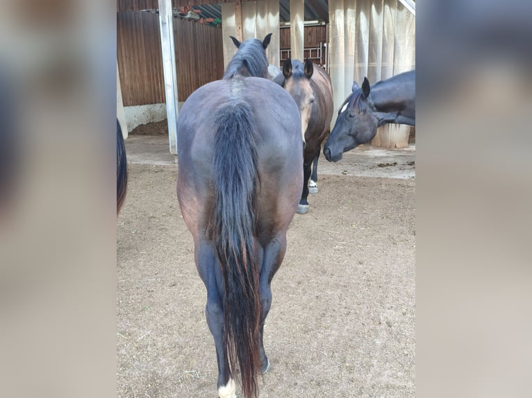 American Quarter Horse Merrie 4 Jaar 148 cm Zwart in Rettenbach