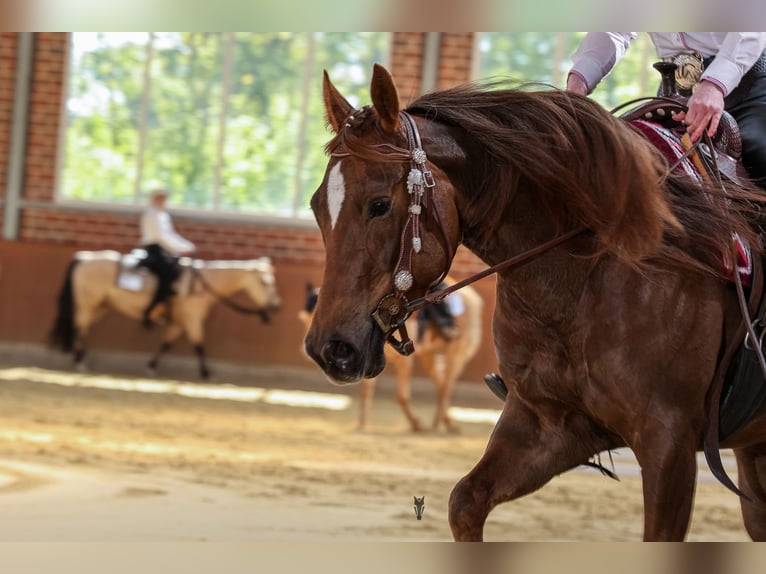 American Quarter Horse Merrie 4 Jaar 149 cm Donkere-vos in Sendenhorst