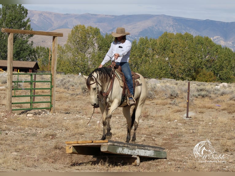 American Quarter Horse Merrie 4 Jaar 150 cm Buckskin in Cody