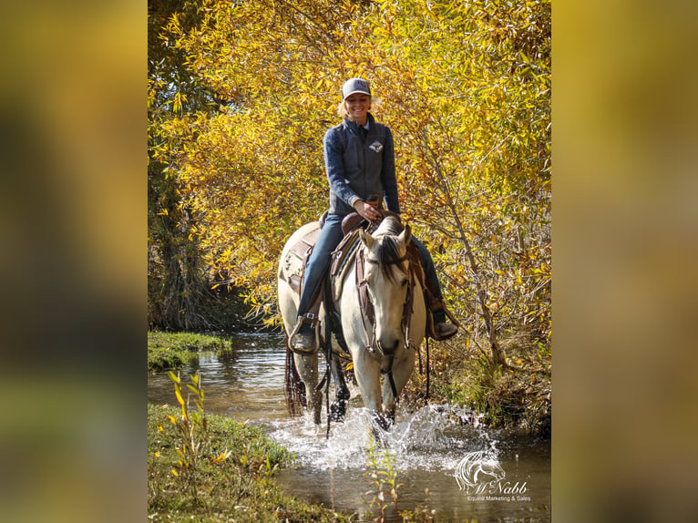 American Quarter Horse Merrie 4 Jaar 150 cm Buckskin in Cody