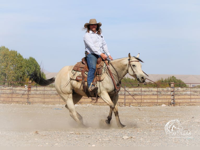 American Quarter Horse Merrie 4 Jaar 150 cm Buckskin in Cody