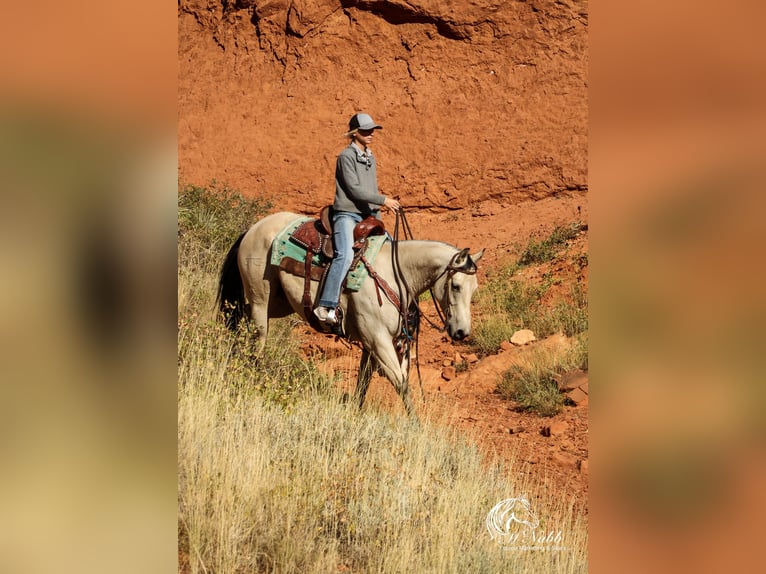 American Quarter Horse Merrie 4 Jaar 150 cm Buckskin in Cody