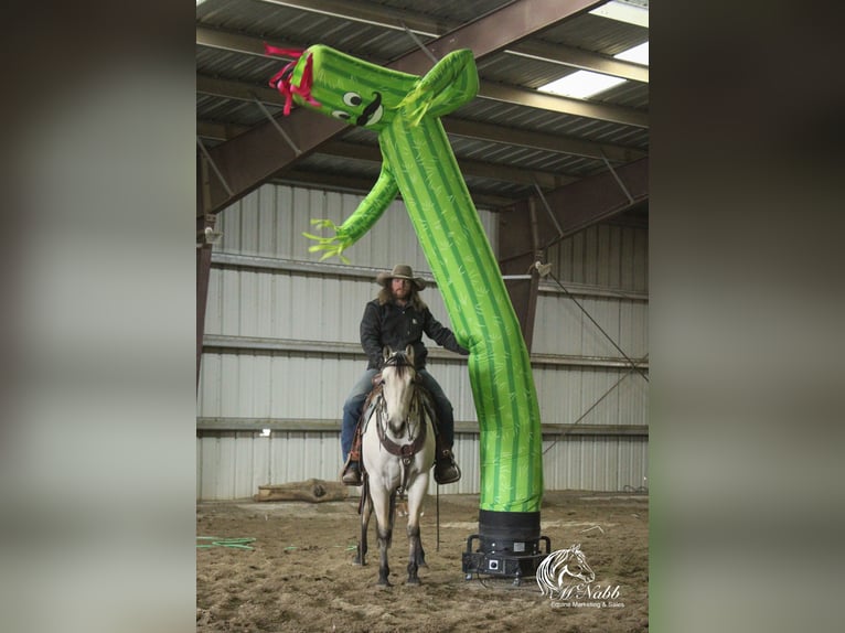 American Quarter Horse Merrie 4 Jaar 150 cm Buckskin in Cody