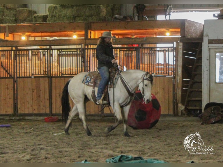 American Quarter Horse Merrie 4 Jaar 150 cm Buckskin in Cody