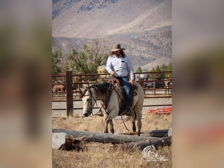 American Quarter Horse Merrie 4 Jaar 150 cm Buckskin in Cody