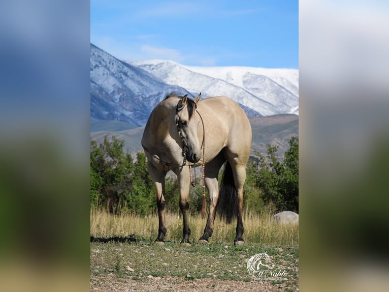 American Quarter Horse Merrie 4 Jaar 150 cm Buckskin in Cody