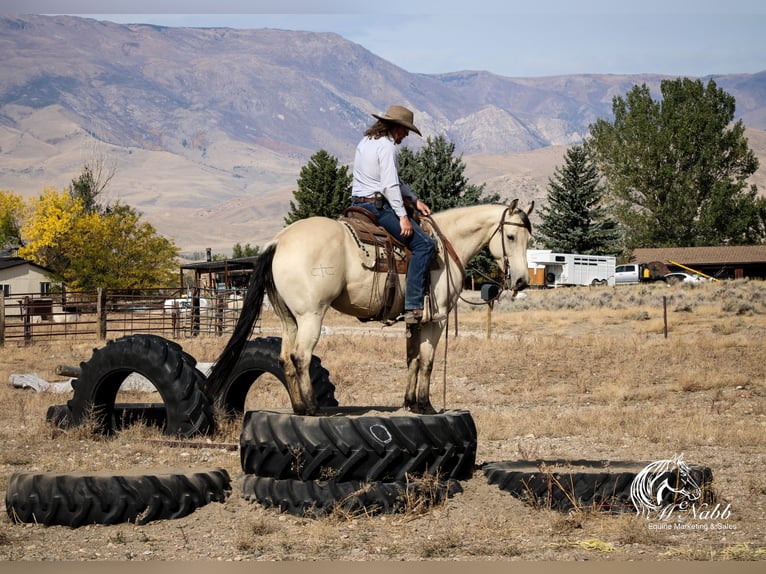 American Quarter Horse Merrie 4 Jaar 150 cm Buckskin in Cody