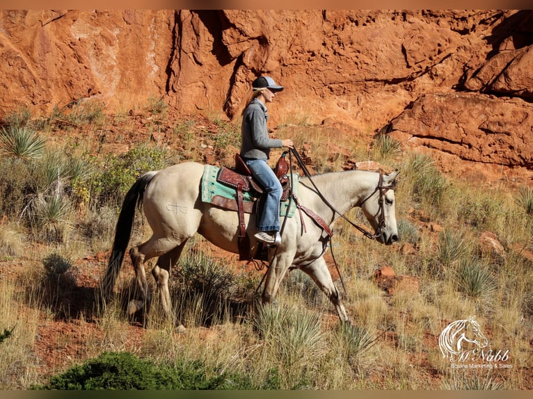 American Quarter Horse Merrie 4 Jaar 150 cm Buckskin in Cody