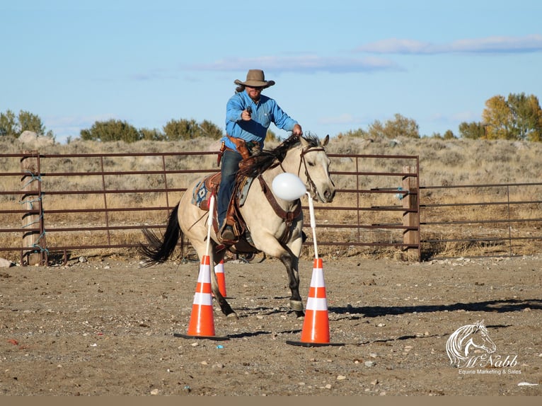 American Quarter Horse Merrie 4 Jaar 150 cm Buckskin in Cody, WY