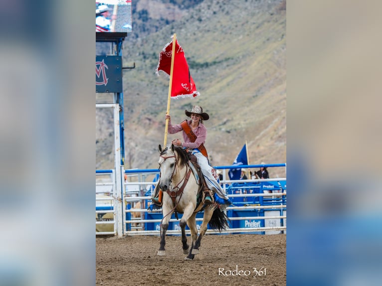 American Quarter Horse Merrie 4 Jaar 150 cm Buckskin in Cody, WY