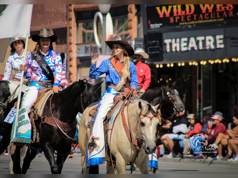 American Quarter Horse Merrie 4 Jaar 150 cm Buckskin in Cody, WY