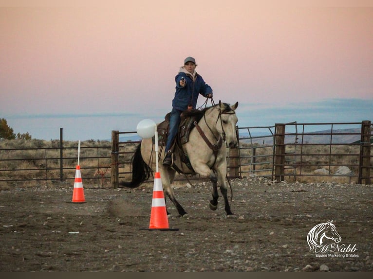 American Quarter Horse Merrie 4 Jaar 150 cm Buckskin in Cody, WY