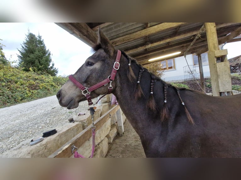 American Quarter Horse Merrie 4 Jaar 150 cm Buckskin in Bergheim