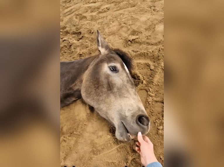 American Quarter Horse Merrie 4 Jaar 150 cm Buckskin in Hitzhofen