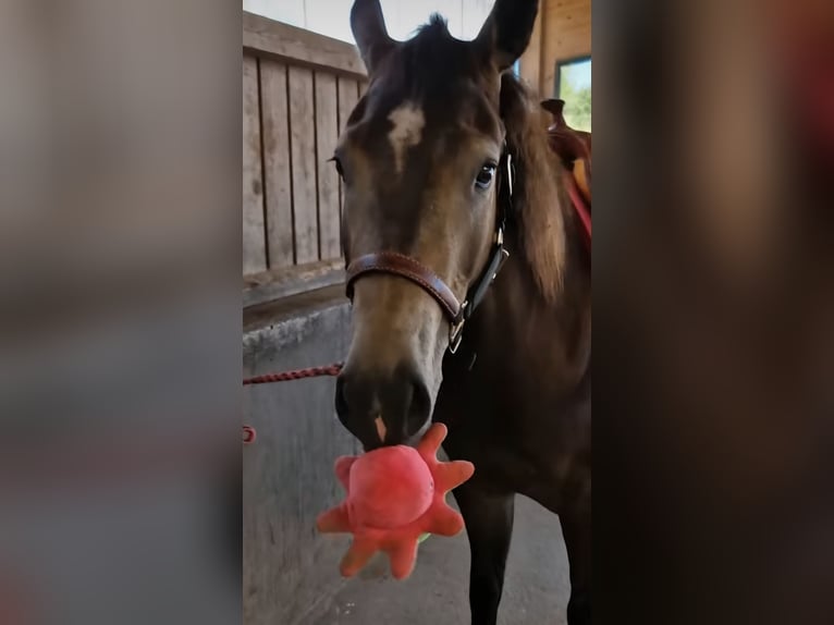 American Quarter Horse Merrie 4 Jaar 150 cm Buckskin in Hitzhofen