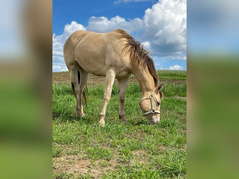 American Quarter Horse Merrie 4 Jaar 150 cm Champagne in Nümbrecht