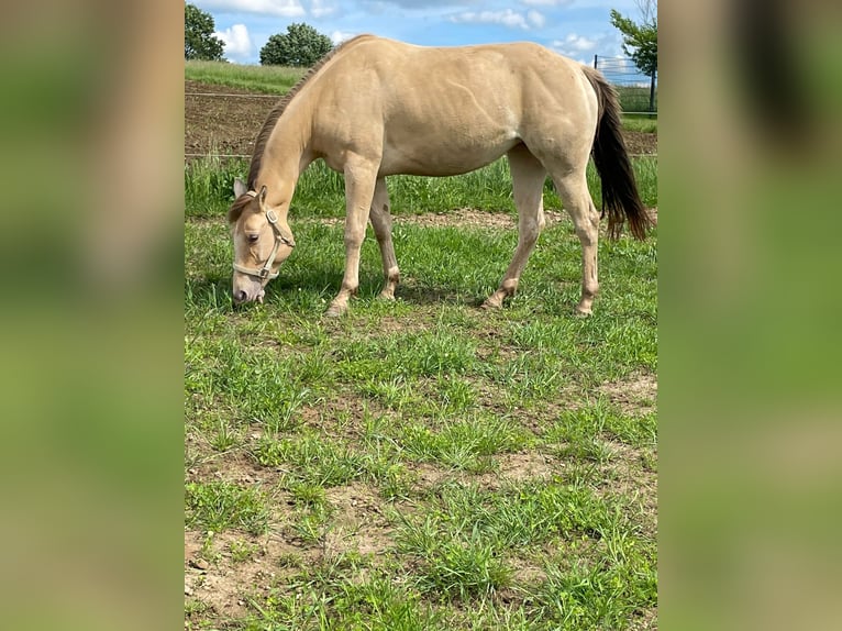 American Quarter Horse Merrie 4 Jaar 150 cm Champagne in Nümbrecht