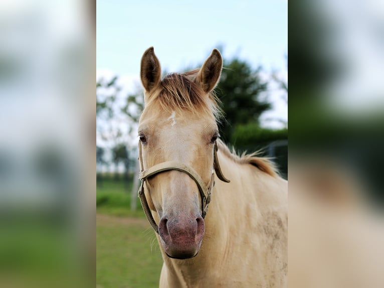 American Quarter Horse Merrie 4 Jaar 150 cm Champagne in Nümbrecht