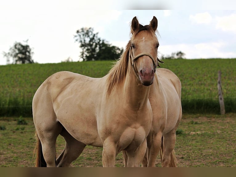 American Quarter Horse Merrie 4 Jaar 150 cm Champagne in Nümbrecht