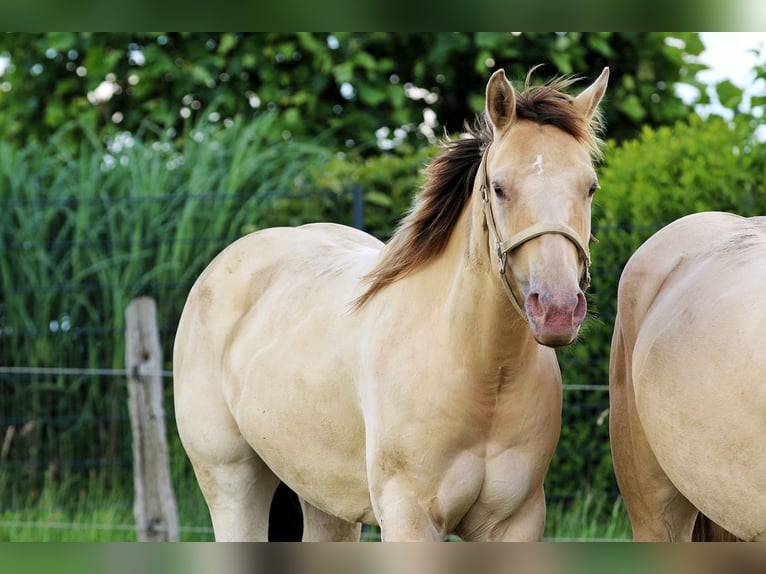 American Quarter Horse Merrie 4 Jaar 150 cm Champagne in Nümbrecht