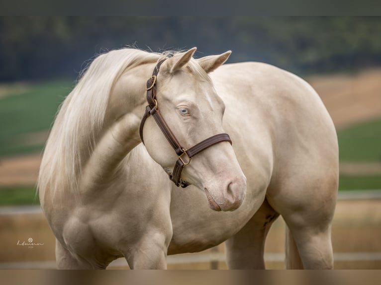 American Quarter Horse Merrie 4 Jaar 150 cm Cremello in Duingen