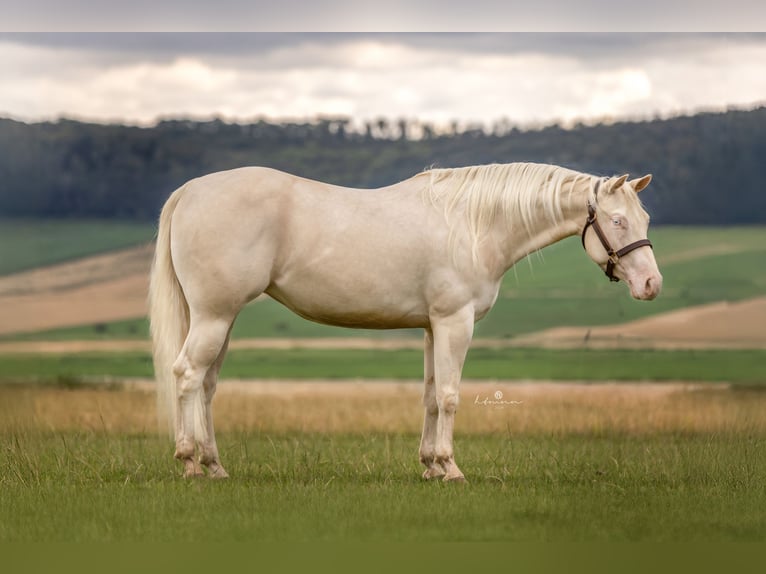 American Quarter Horse Merrie 4 Jaar 150 cm Cremello in Duingen