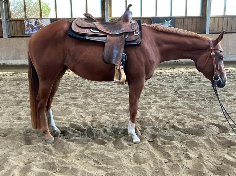 American Quarter Horse Merrie 4 Jaar 150 cm Donkere-vos in Kirchendemenreuth