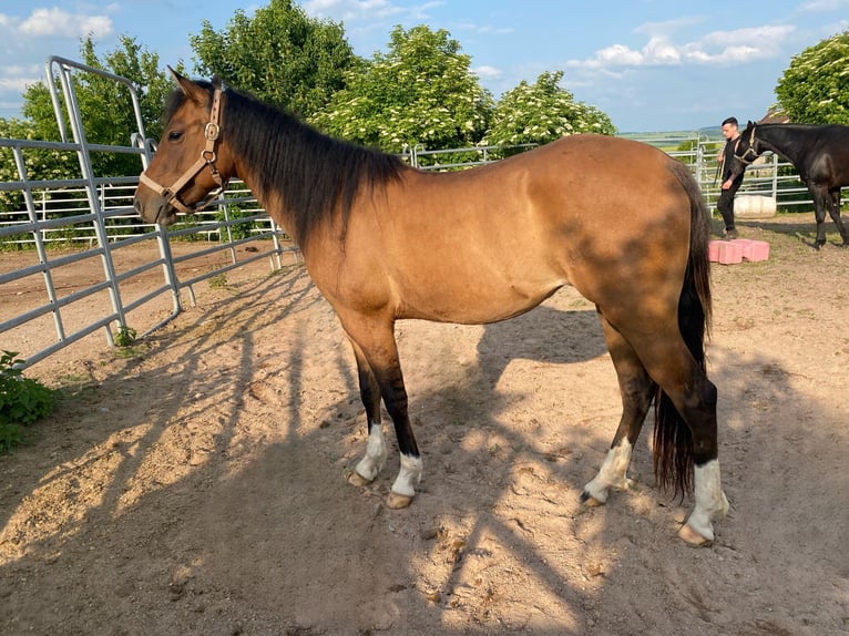 American Quarter Horse Merrie 4 Jaar 150 cm Falbe in Mellingen